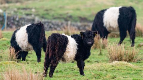 Three black and white Belted Galloway cows in a field with a farm gate and wall in the background