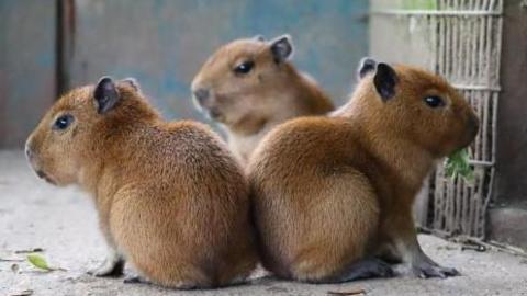 Three young capybaras sit together.