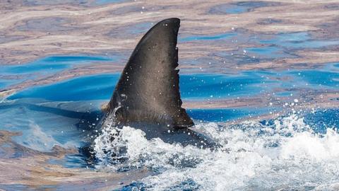 A shark fin visible above the water