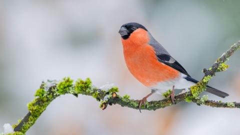 A Bullfinch on a mossy branch