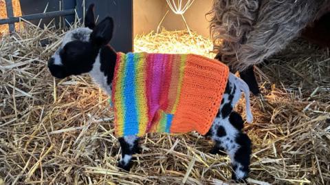 A black and white lamb wears a multi-coloured jumper. The lamb is standing on a bed of hay.