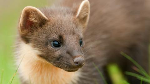Stock shot of a pine marten - it has brown fur with a pale beard