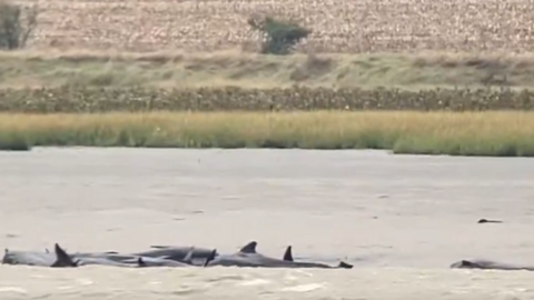 A group of pilot whales in the Swale.