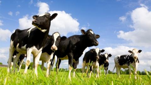 Cows in a field