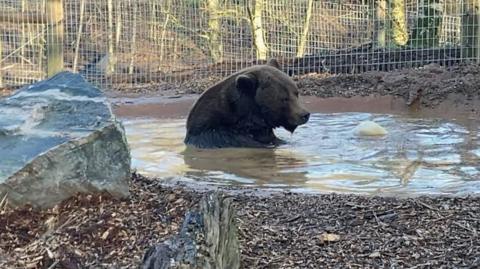 Diego the bear in a pool of water at his new home at Jimmy's Farm in Suffolk