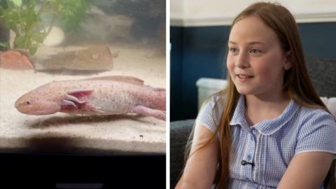 Split screen image showing the axolotl on the left and young girl Evie during interview on the right