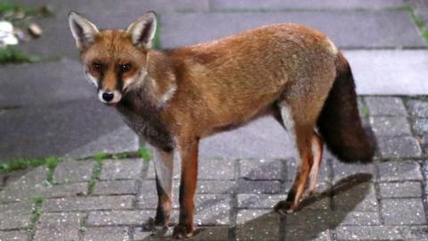 Urban fox