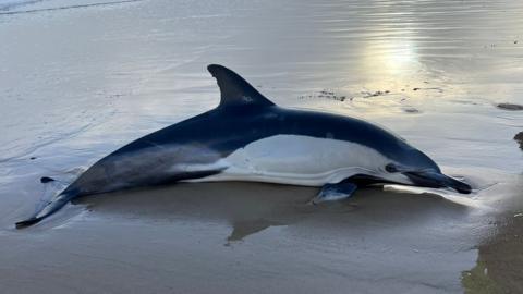 A large dolphin lies on the beach