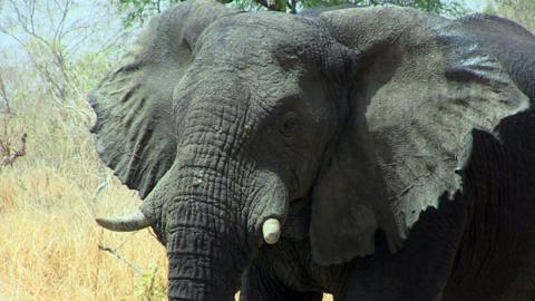 An elephant in Zakouma National Park, Chad