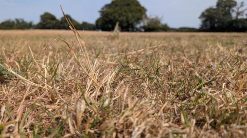 From a low angle, brown grass is in the foreground with green trees and blue sky in the background.