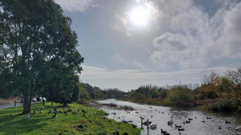 Swans and ducks dotted across a river and the adjacent riverbank with the glare of a high sun reflecting on the water