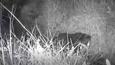CCTV footage of a baby beaver amongst foliage - shot at night