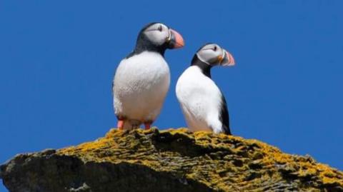 Two puffins are standing on a rock both looking to the right, with unbroken blue skies. The puffin on the left is plastic, while the puffin on the right is real. The two look remarkably alike.