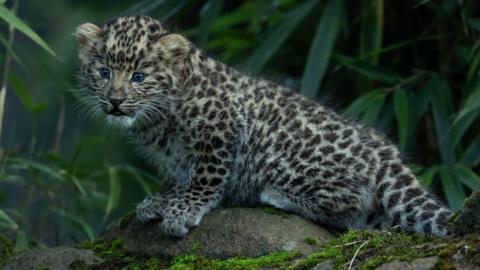 An Amur leopard cub, standing on top of a small moss-covered rock, surrounded by green bushes and leaves.