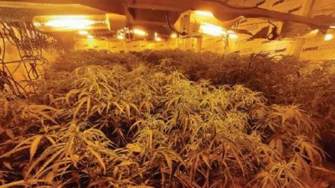 A cannabis farm inside an industrial unit, lit by orange lights