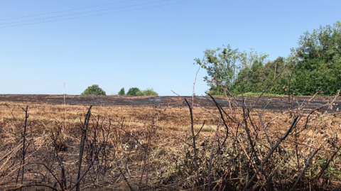 A view of scorched grass with charred grass and bushes, with green trees at the edge.

