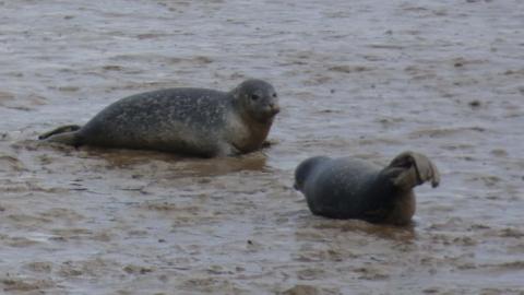 A mother seal and her pup are lying on the mud at Seal Sands. The mother is looking at the camera.