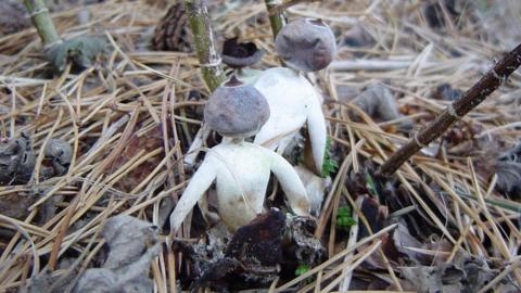 A rare type of fungi that looks vaguely human. 