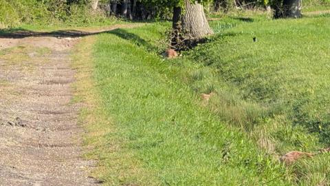 The two brown deer lying in a gulley surrounded by grass and a tree