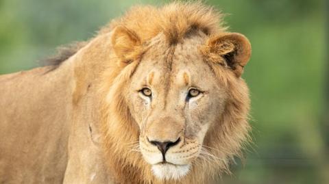 File photo of lion