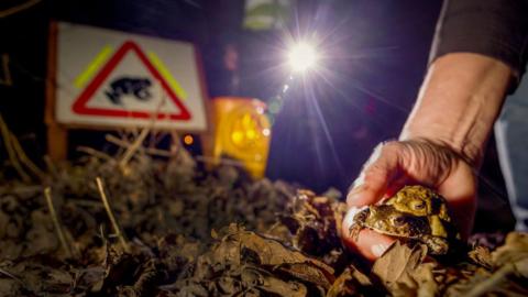 Two toads being lowered on to the ground by a volunteer's hand
