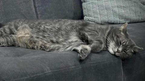 Grey tabby cat Kylo lying asleep on a grey couch