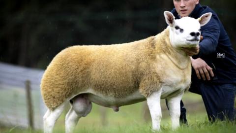 The sheep having its head held up