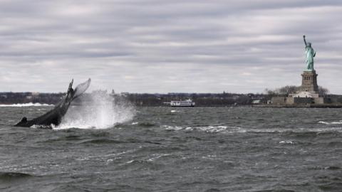 A humpback whale surfaces near the Statue of Liberty in this photo taken from a boat on New York Harbor in New York City, U.S., December 8, 2020