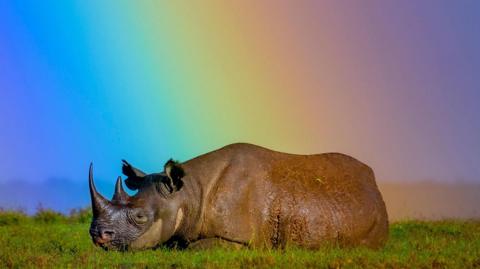 rhino under a rainbow