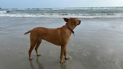 A female Rhodesian ridgeback is standing on wet sand looking towards the waves rolling in. Her ears are flapping in the wind and she has a brown collar with gold flecks on it.