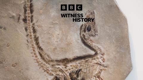 Witness History