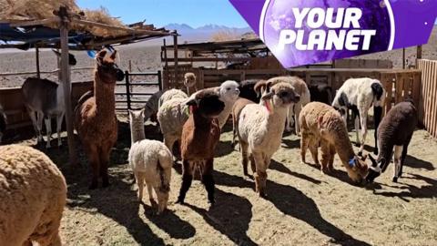 Camelids on a farm and the Your Planet logo