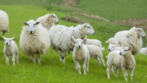 Sheep and lambs in the Brecon Beacons
