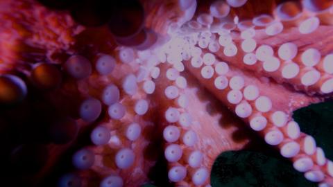 octopus selfie