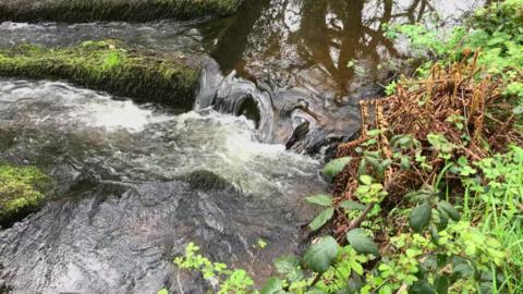 Close up of a small river, with water pouring over a moss covered large rocks, on the river bank is green vegetation. Several large trees are reflected in the water.