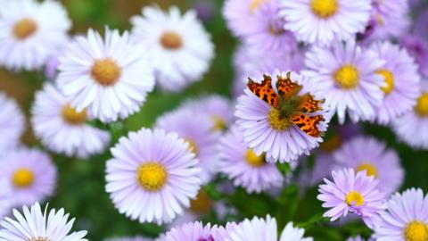 A comma butterfly, which has read wings with black markings on, is a field of purple daisies.