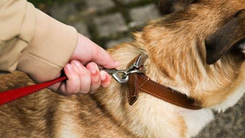 Close-up of a woman wearing a beige jacket holding on to a red lead attached to a brown leather collar around the neck of a large, brown dog