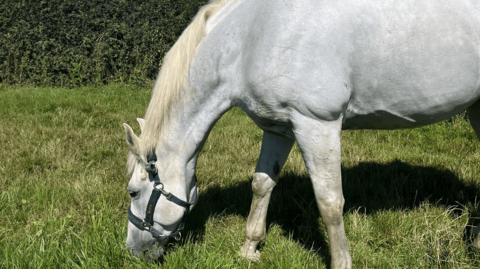 A white male horse, Vida in a grassy field, stretching down to eat some grass. He also has a bridle over his head which is dark green.