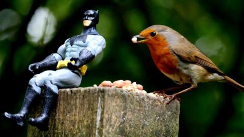 A Robin sitting on a fence post eating some nuts, next to a Batman toy.