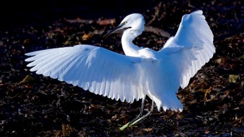 Little Egret photographed by Peter Christian