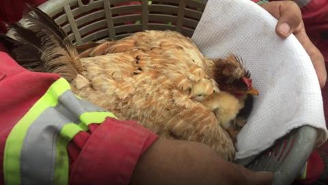 Firemen rescue chicks after volcano erupts in Guatemala