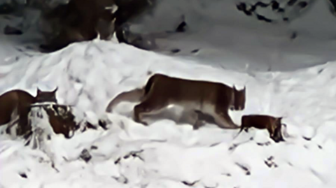 Two lynx run through the snow in the distance 