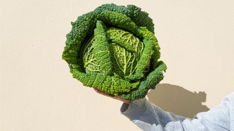 Hand holding fresh green Savoy Cabbage