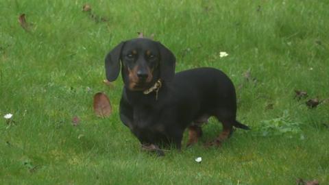 A black and tan dachshund on a field of grass