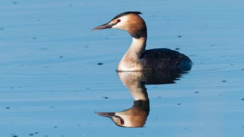 Great crested grebe at Nottinghamshire Wildlife Trust
