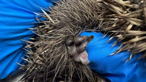 A close-up picture of a hedgehog's swollen foot.