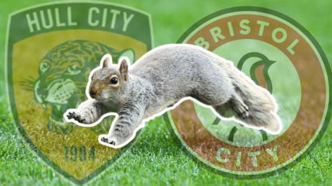 Squirrel with white border around it for visual effect runs on football pitch turf. Orange, white and black Hull City logo featuring a tiger and the white, red and black Bristol City logo featuring a bird in the background.