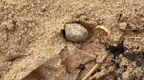 One of the debris balls that have washed ashore in Sydney