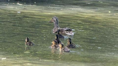 Eight ducklings are swimming behind their mother in a river. The river is lightly rippling and it is green, there are patches of sunlight hitting the water. 