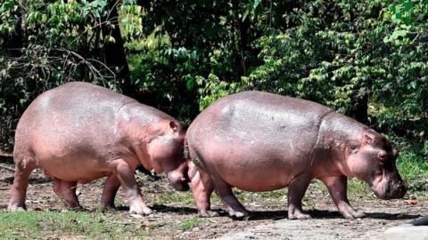 Hippos at the Hacienda Napoles theme park, once the private zoo of drug kingpin Pablo Escobar at his Napoles ranch, in Doradal, Antioquia department, Colombia, 12 September 2020